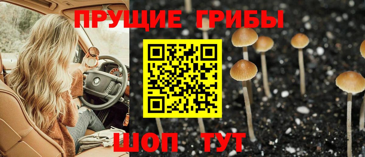 Галлюциногенные грибы Psilocybe Волгоград
